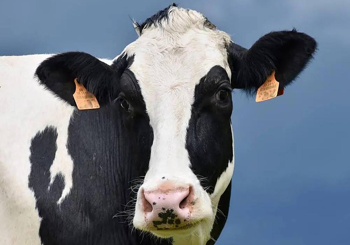 UPA y COAG exigen ayudas para compensar los daños de la EHE