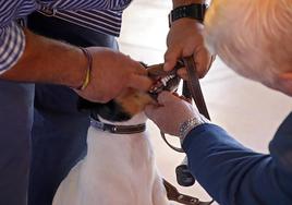 XXV Exposición Internacional Canina de León