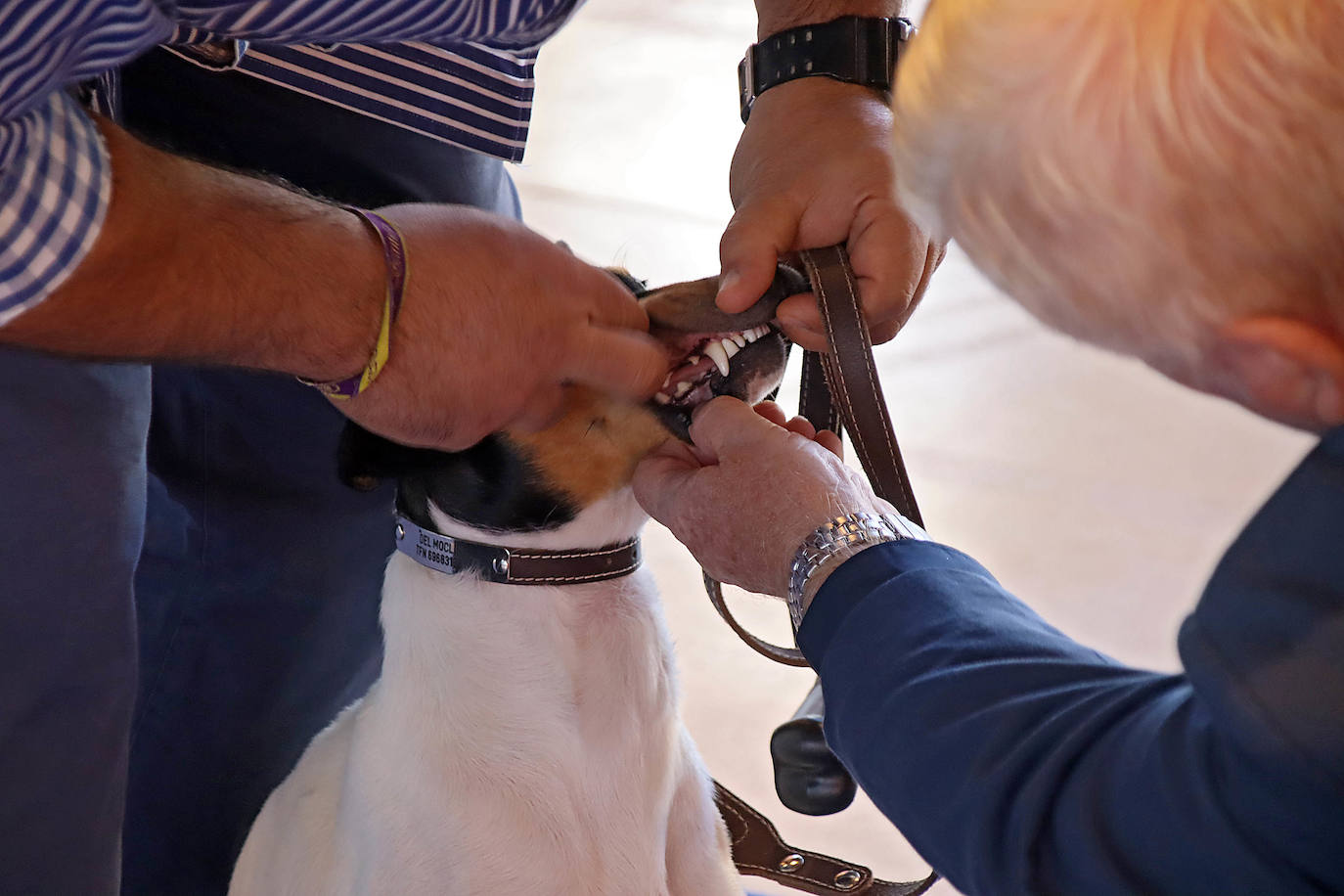 Uno de los jueces revisa los dientes de un perro en la XXV Exposición Internacional Canina de León