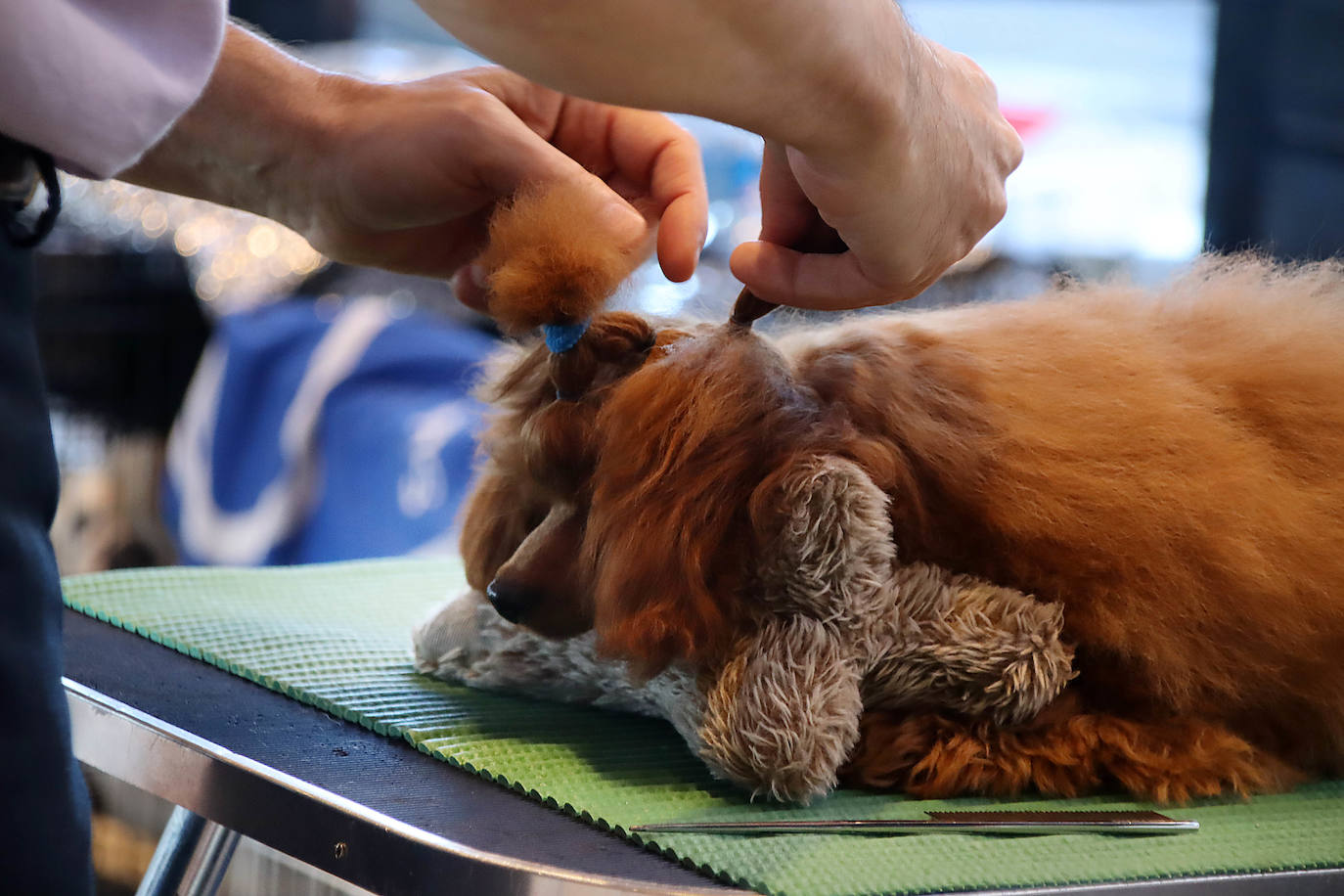 Último retoques y peinados para el desfile canino en la XXV Exposición Internacional Canina de León