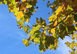 El sol incide en las hojas de un árbol.