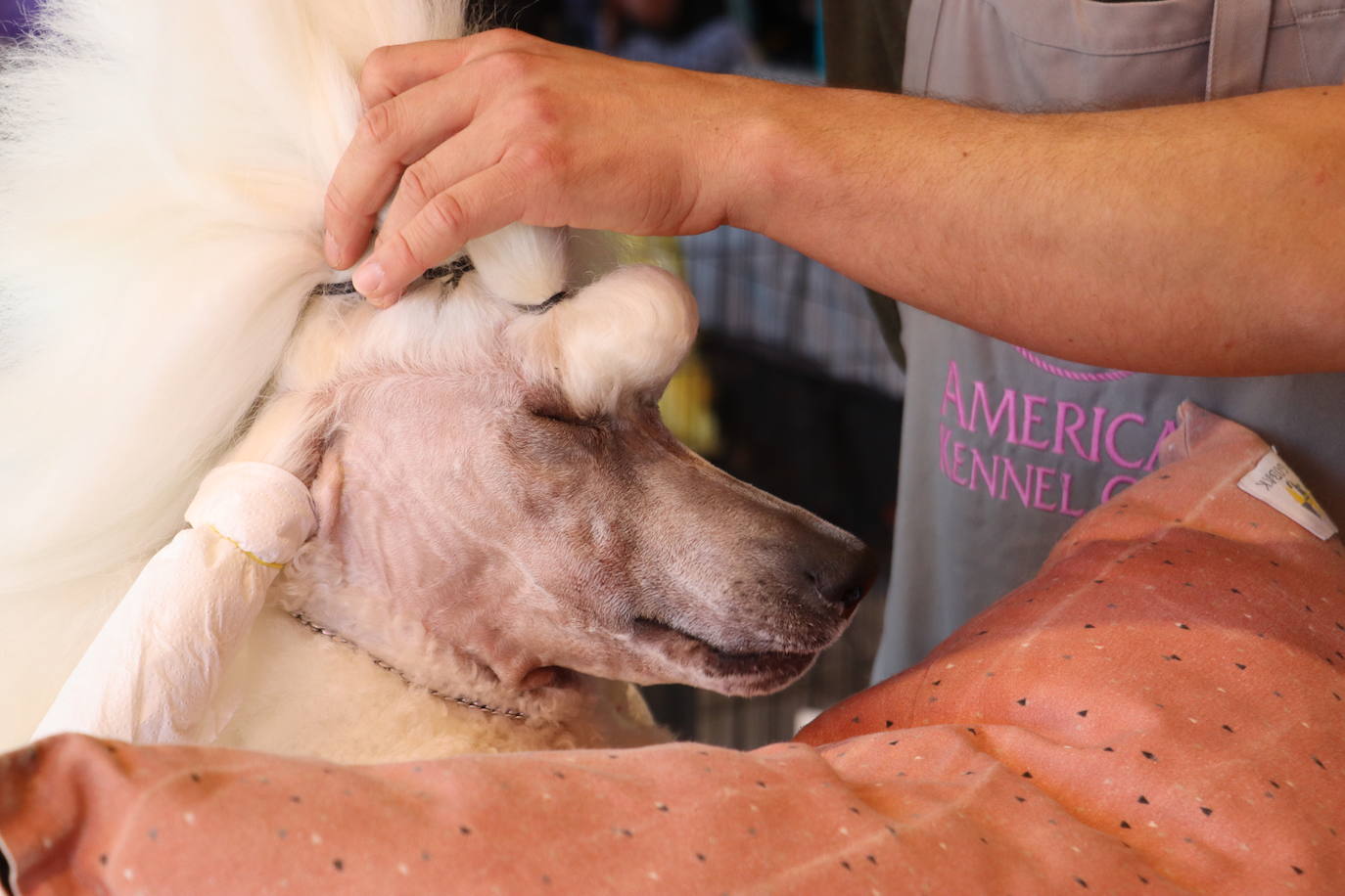 XXV Exposición Internacional Canina de León