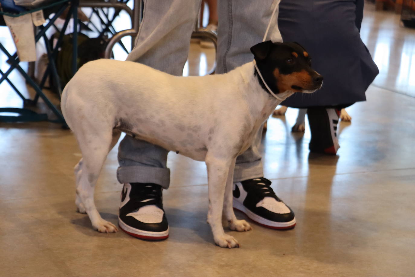 XXV Exposición Internacional Canina de León