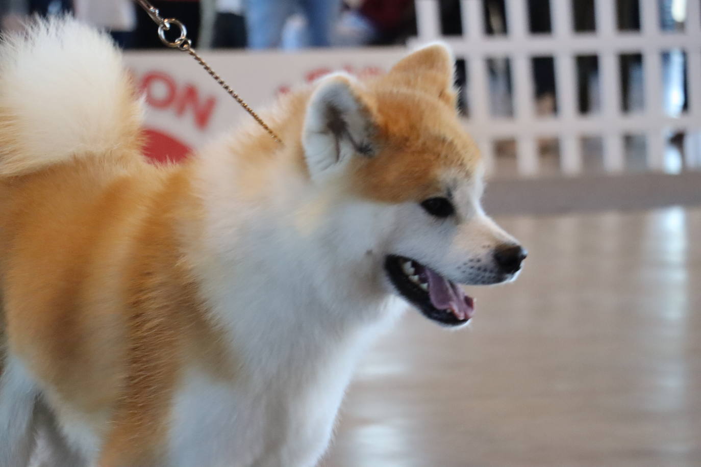 XXV Exposición Internacional Canina de León