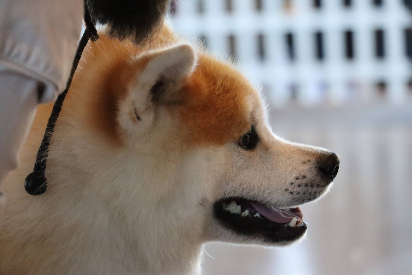 XXV Exposición Internacional Canina de León