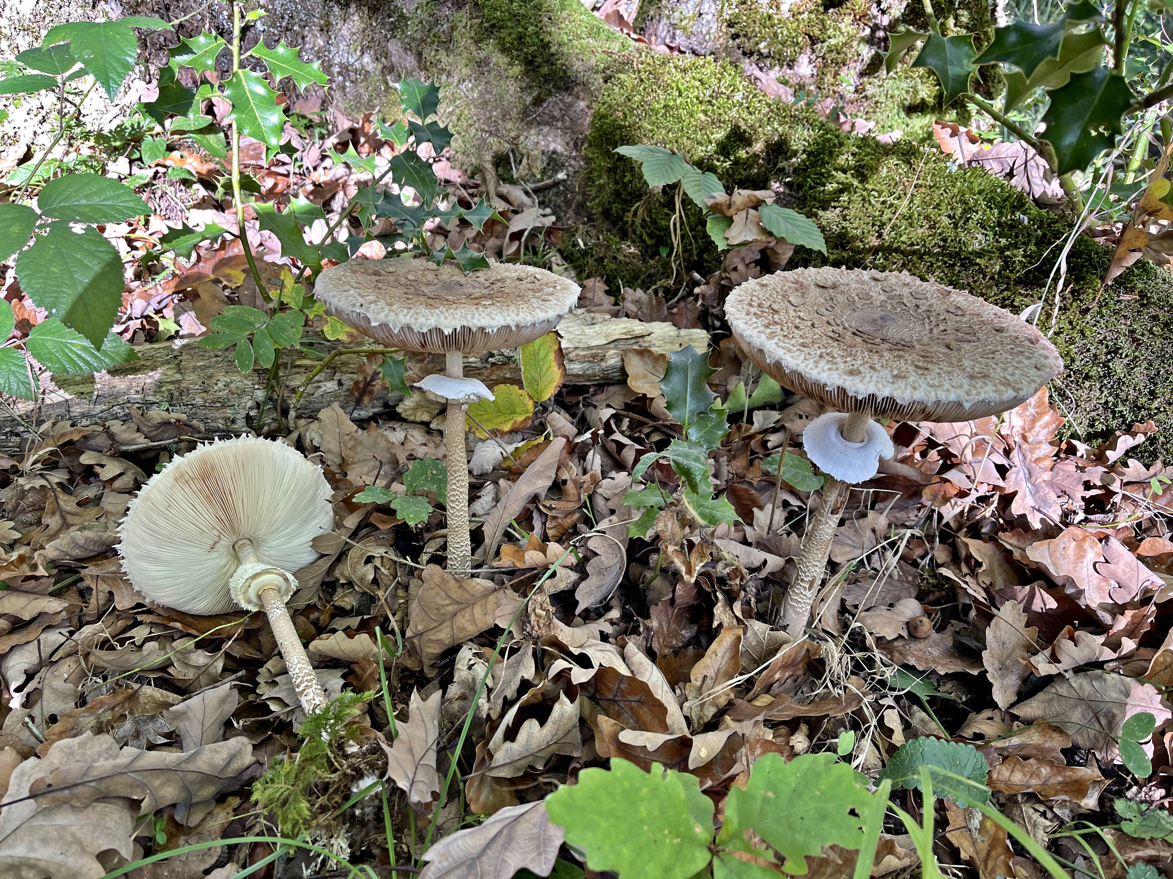 Macrolepiota procera