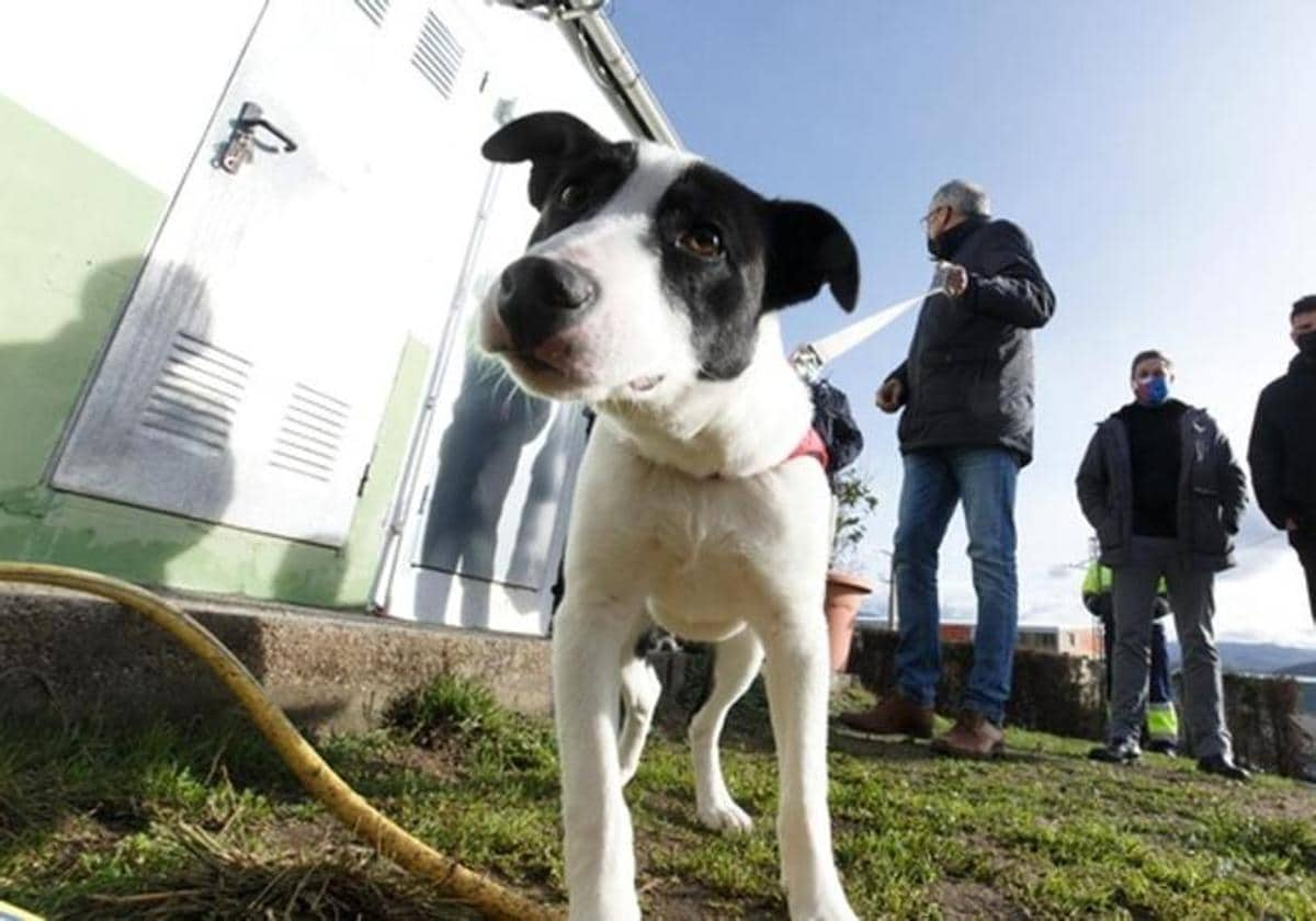 Así debes llevar a tu mascota en coche con la nueva Ley de Bienestar Animal