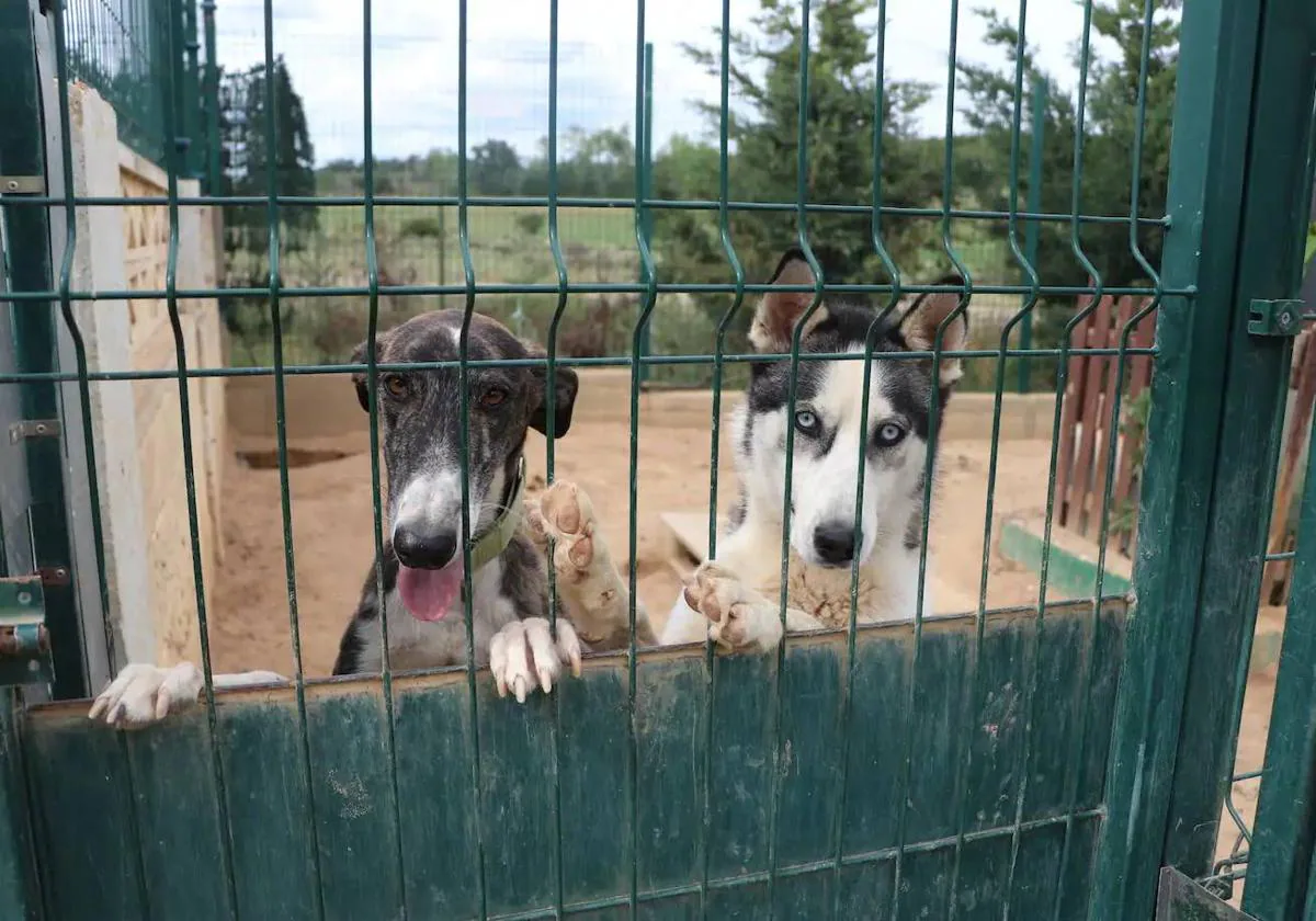 The Importance of Rabies Vaccination in Castilla y León and Its Impact on Public Health