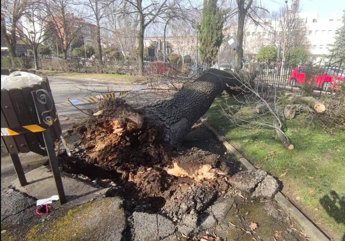 El Ayuntamiento analizará el estado y riesgo del arbolado de la ciudad