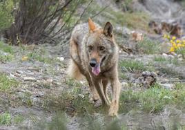 Un lobo por Robledo.