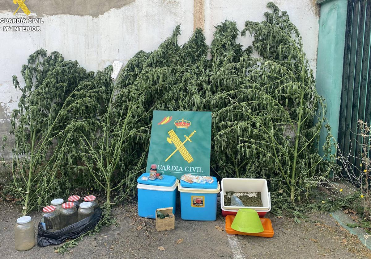 Plantas recogidas en esta vivienda de Vega de Infanzones.