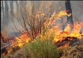 116 municipios de León considerados de protección prioritaria contra incendios