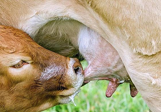 COAG denuncia que las granjas suman a las secuelas de la EHE la desidia de las administraciones.