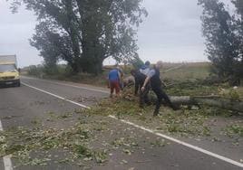 Varios conductores retiran el árbol caído en San Pedro Bercianos.
