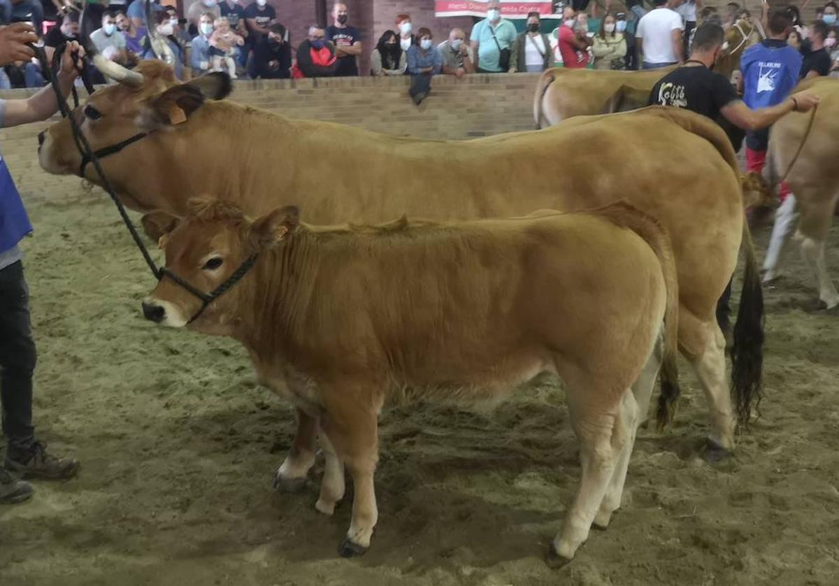 Certamen Asturiana de los Valles en Villablino en 2021