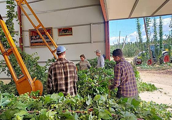 Explotación agraria de lúpulo