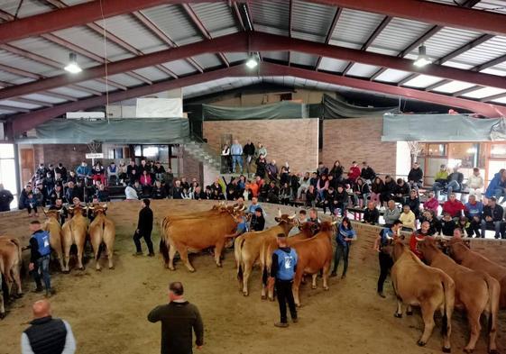 Tradicional certamen «Asturiana de los Valles» en Villablino