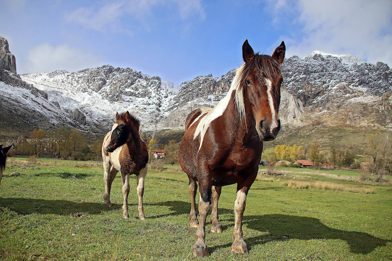 Caballos en la Montaña Leonesa.