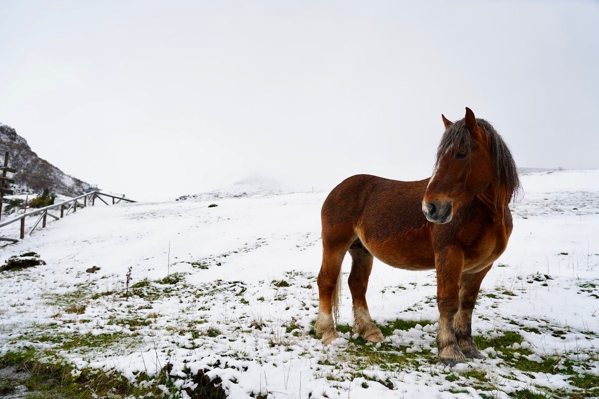 Un caballo en las inmediaciones de la Estación Invernal y de Montaña Valgrande-Pajares