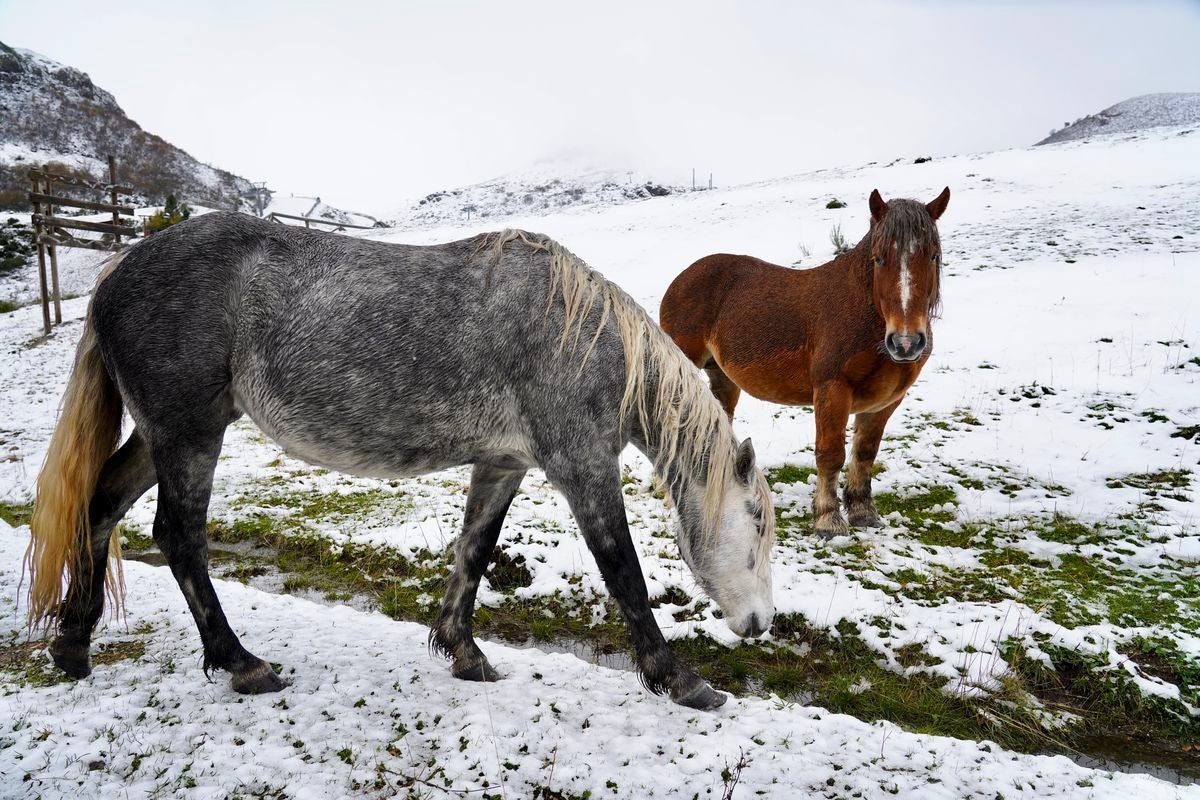 Dos caballos pastando en la nieve