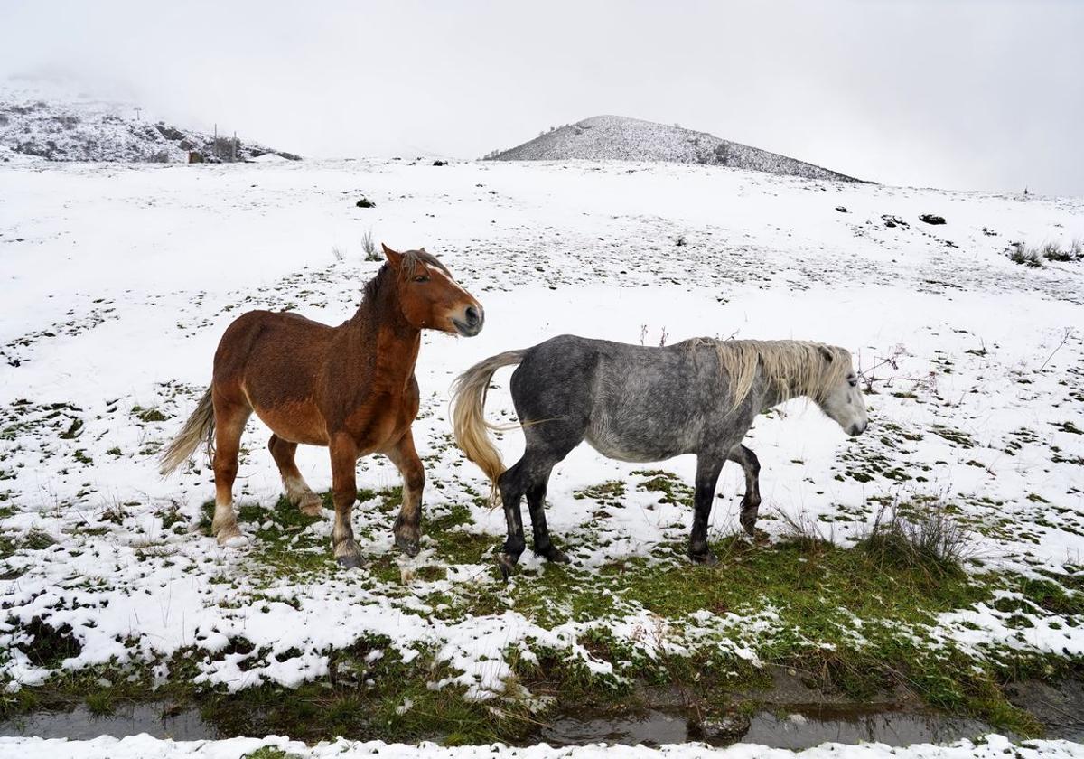 Dos caballos pastando en la montaña leonesa.