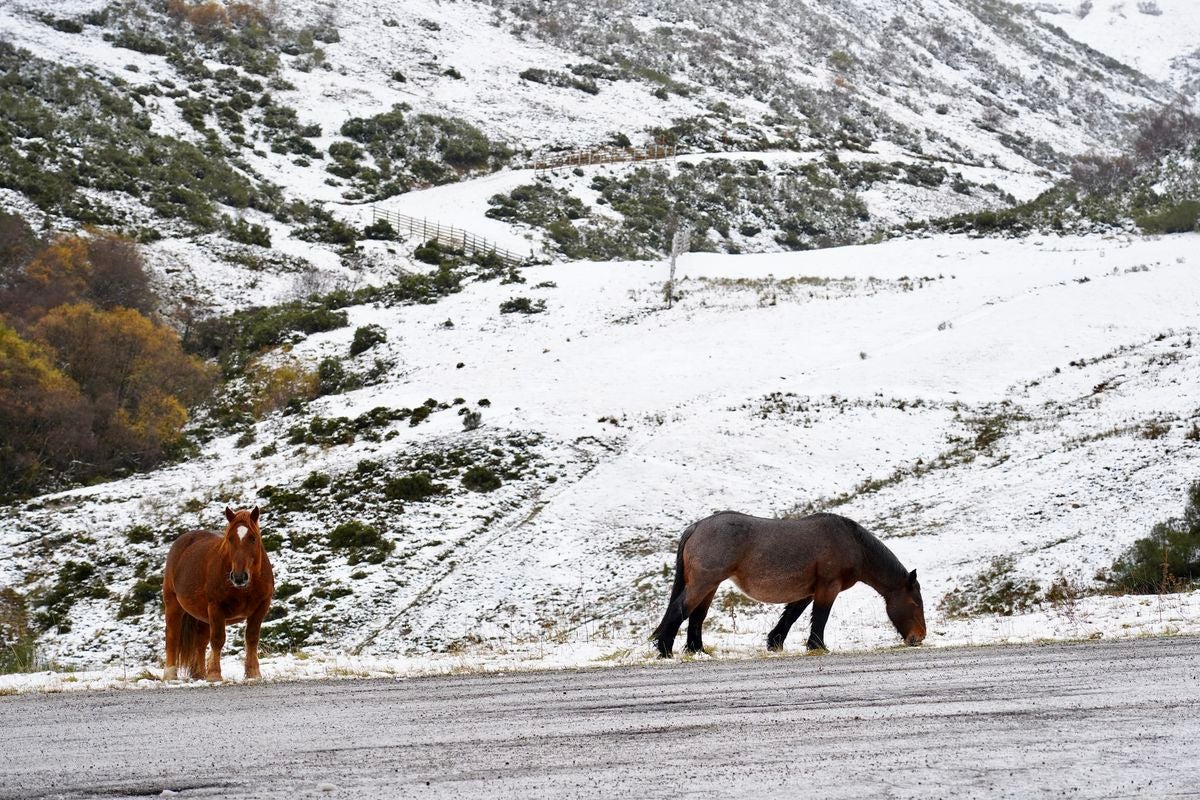 Dos caballos pastando sobre la nieve