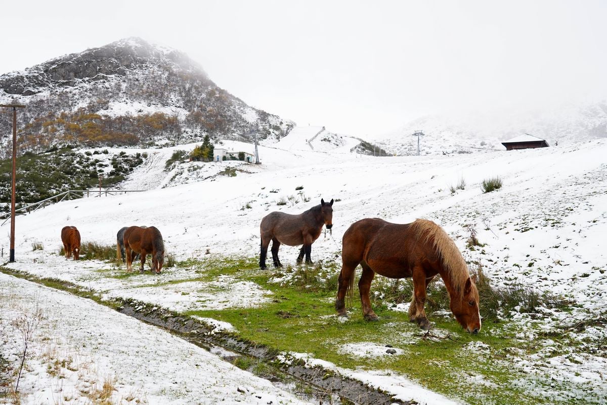 Caballos pastando en la nieve
