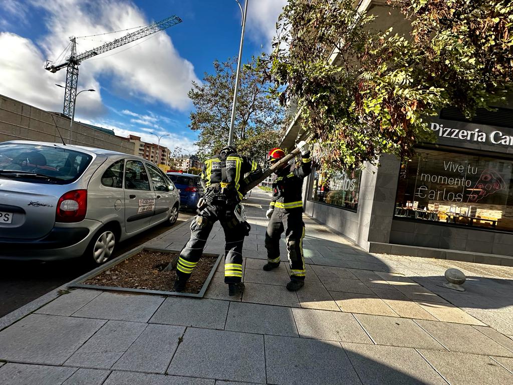 Efectivos de Bomberos de León retiran un árbol caído en la avenidad de la Universidad de León.