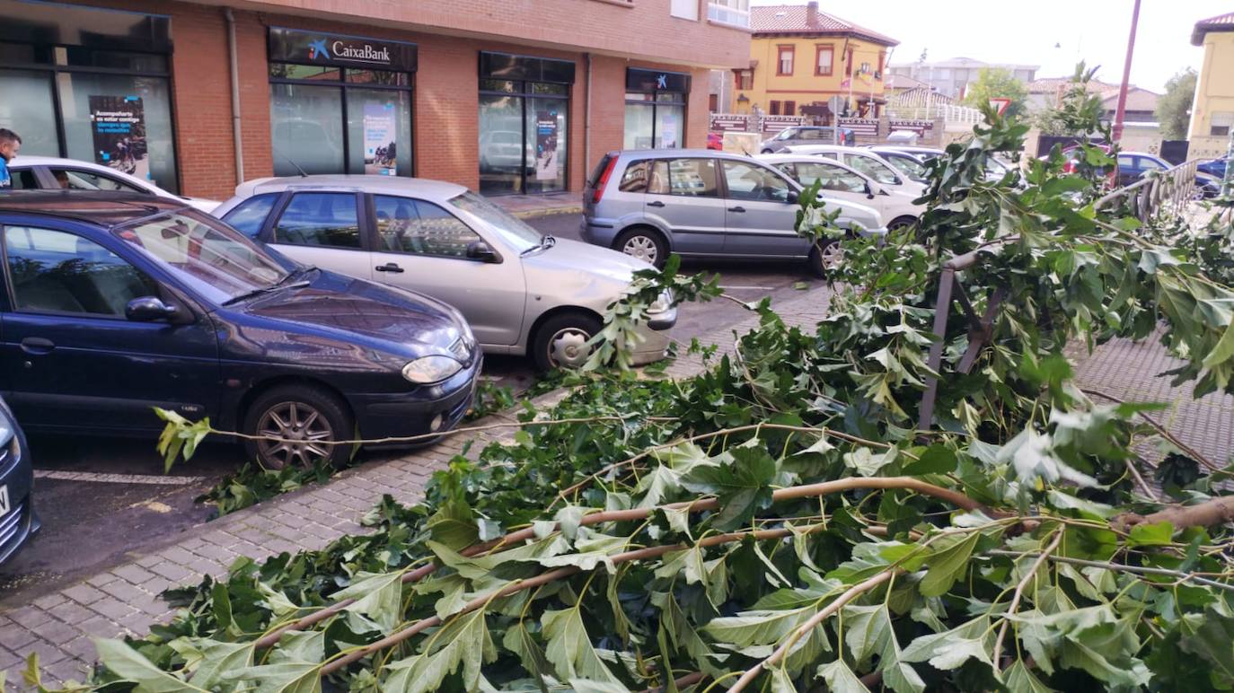 Cae otro árbol en la calle Bernesga de León capital. 