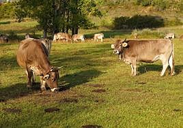 Ganado vacuno en el municipio leonés de Reyero.