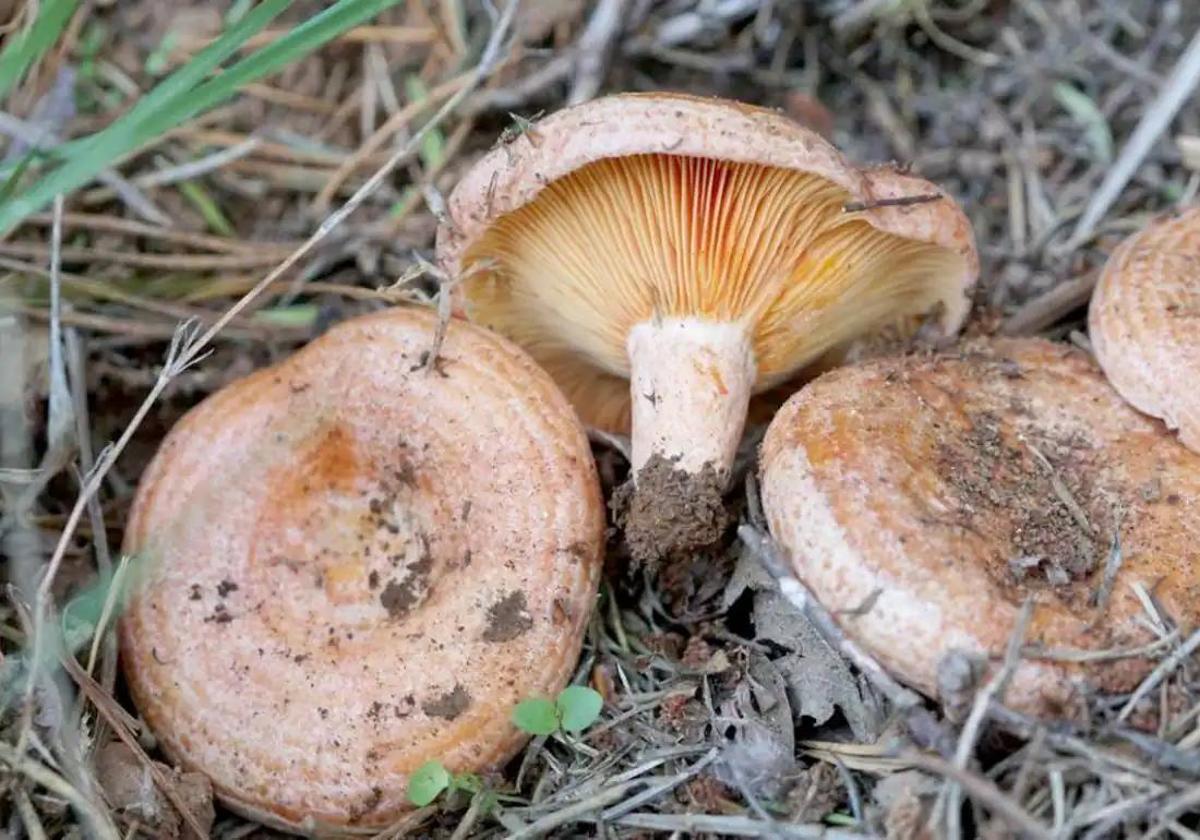 La producción micológica en Castilla y León, «paralizada» por las abundantes lluvias
