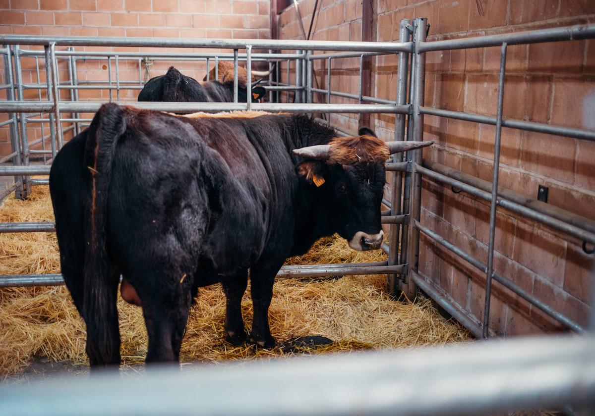 Jornada sobre la vaca mantequera leonesa en Villablino.