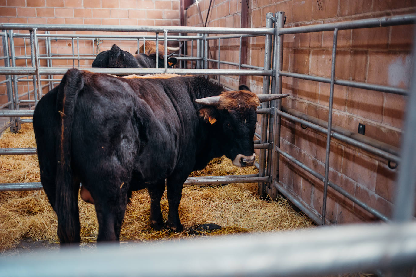 Jornada sobre la mantequera leonesa en Villablino