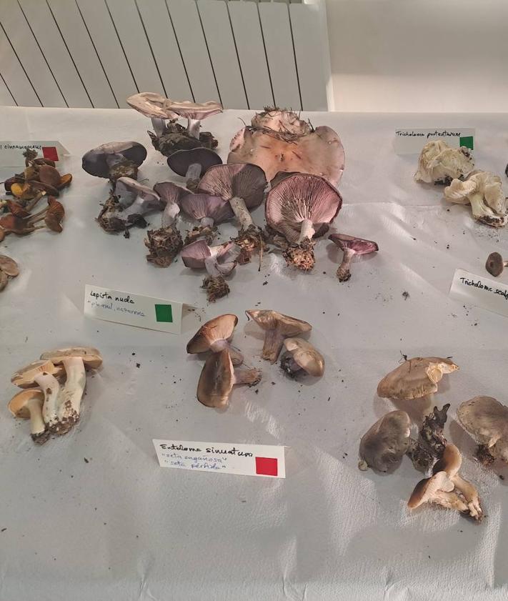 Imagen secundaria 2 - Charla y exposición sobre micología en Almanza