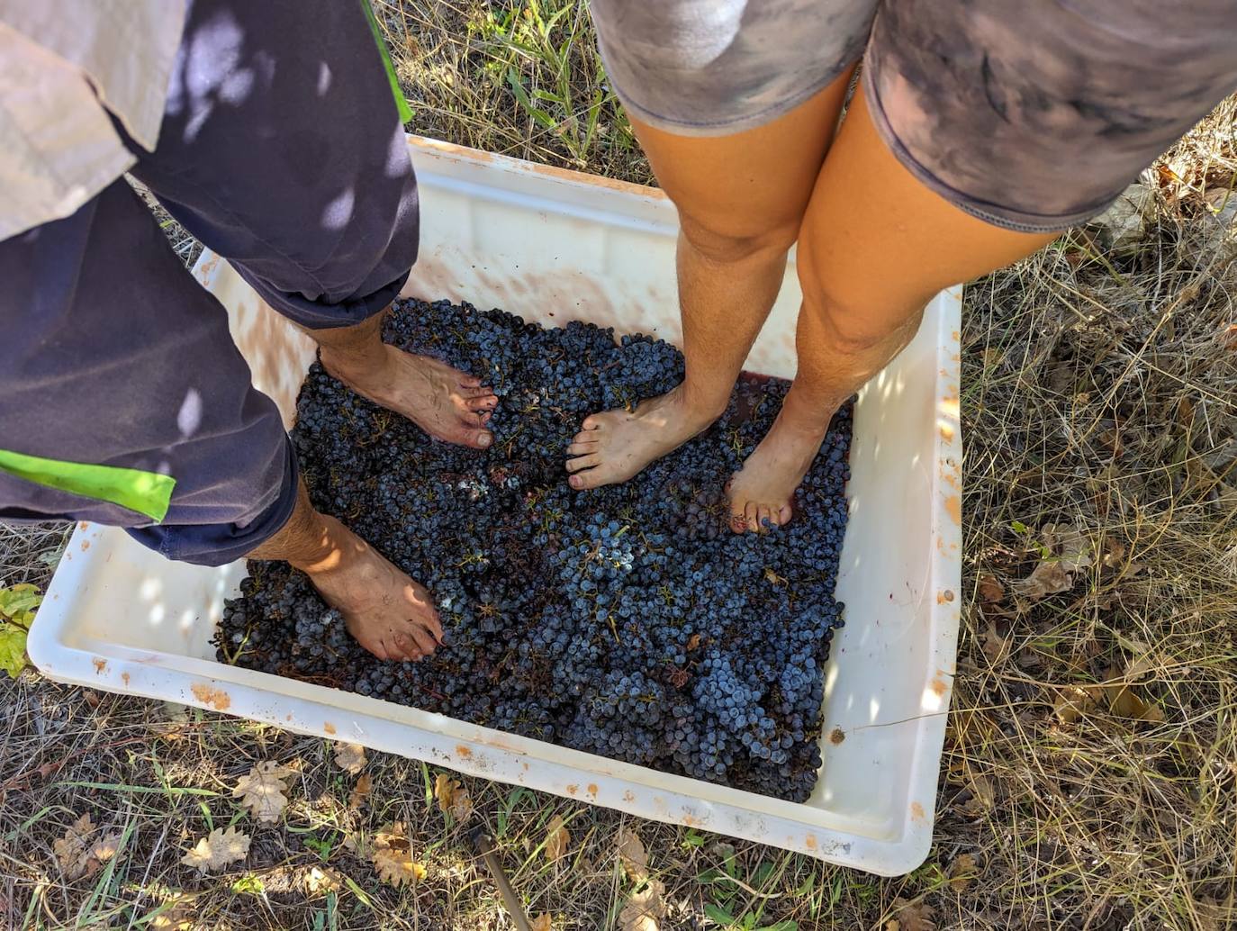 Objetivo: granja Madraviel