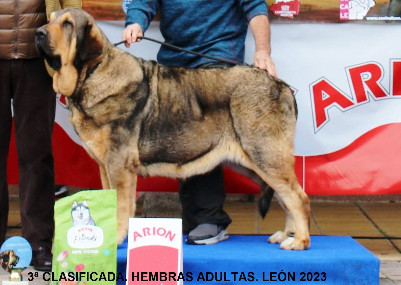 Los mejores mastines de 2023