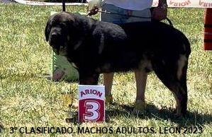 Los mejores mastines de 2023