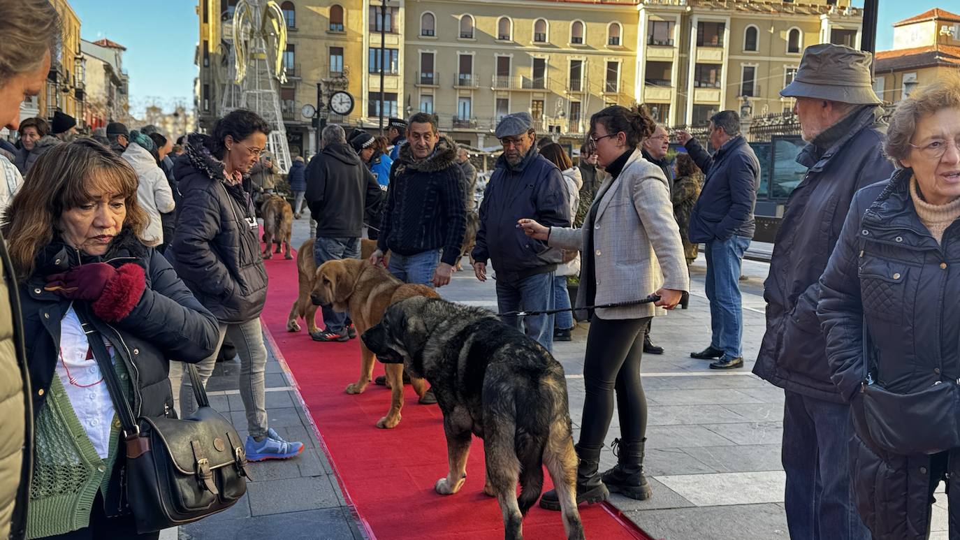 Alfombra roja con los ejemplares campeones de mastín leonés.