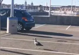 La gaviota en el aparcamiento del centro comercial con la Catedral de León al fondo.