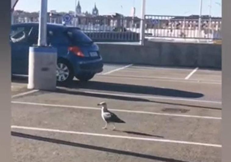 La gaviota en el aparcamiento del centro comercial con la Catedral de León al fondo.