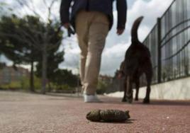 Excremento abandonado por el dueño de un perro.