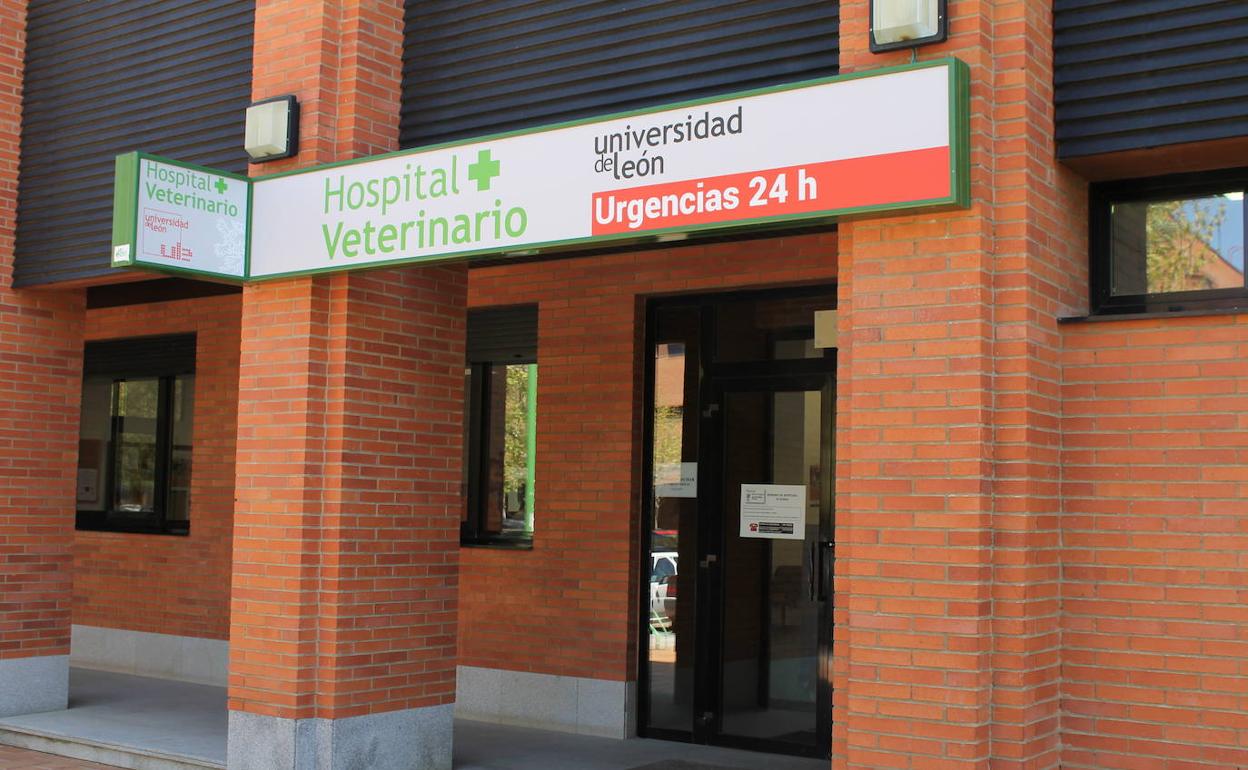 Urgencias del Hospital Veterinario de León.