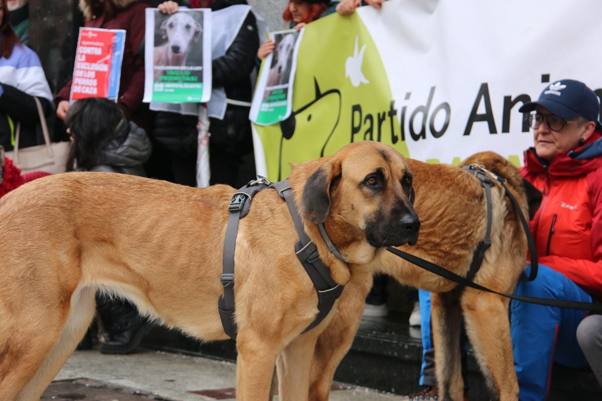 Pacma León se ha concentrado este domingo frente a las puertas del Ayuntamiento de León para exigir al Gobierno un cambio en la ley de protección animal.