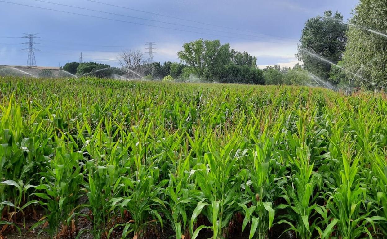 Superficie destinada al cultivo de maíz. 