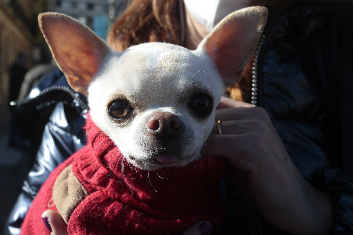 Bendición de las mascotas leonesas por San Antón