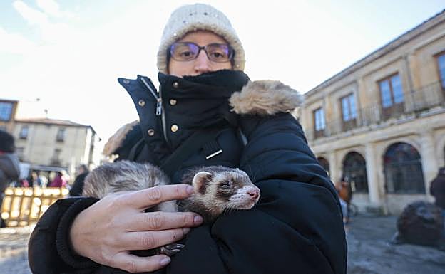 Galería. Bendición de las mascotas por San Antón 