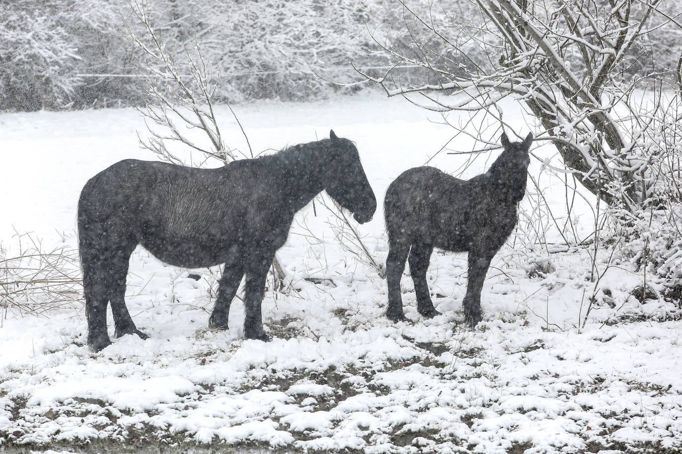 Nieve en la provincia de León.