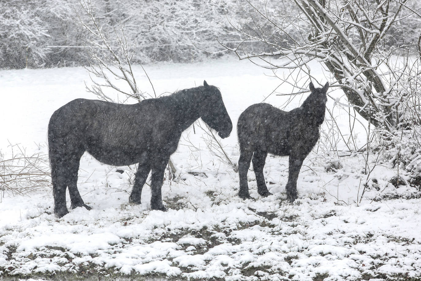 La nieve ya tiñe de blanco decenas de pueblos en la provincia.