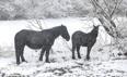 Nieve en la provincia de León al paso de la borrasca 'Fien'