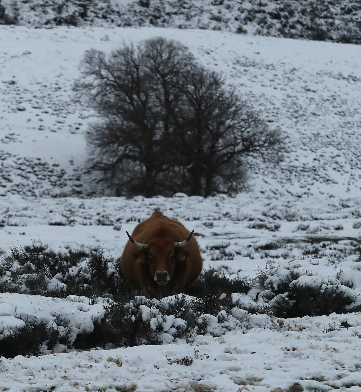 'Fien' comienza a remitir en la provincia pero la montaña se mantiene en fase de preemergencia. La nieve ha alcanzado de lleno a toda la provincia y El Bierzo no ha sido una excepción. 